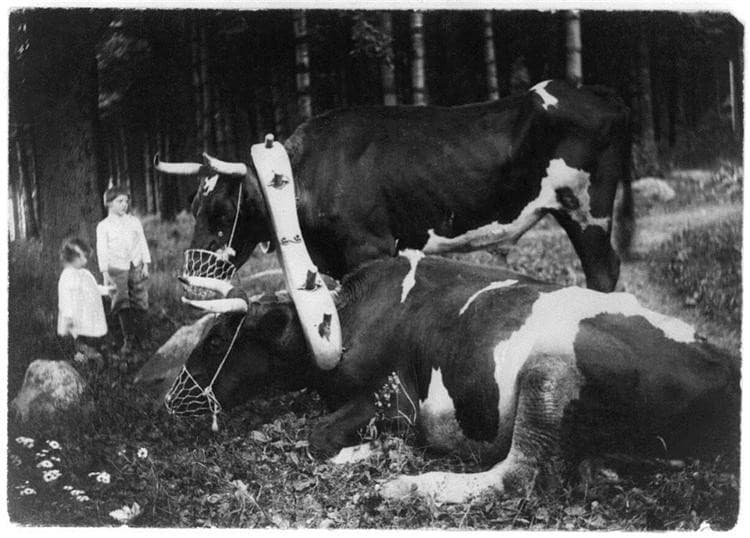 Yoked and Muzzled Marriage — Gertrude Kasebier
