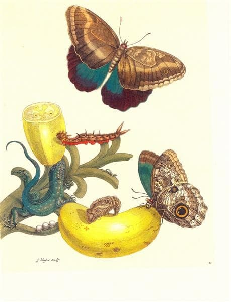Plate #23- Musa paradisiaca, Caligo teucer and Cnemidophorus lemniscatus — Maria Sibylla Merian