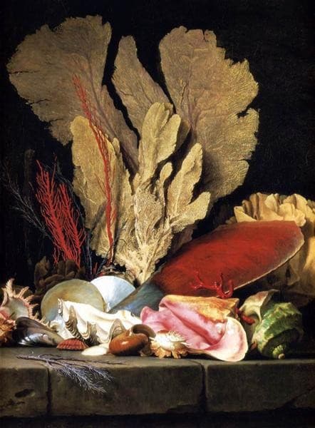 Still-Life with Tuft of Marine Plants, Shells and Corals — Anne Vallayer-Coster