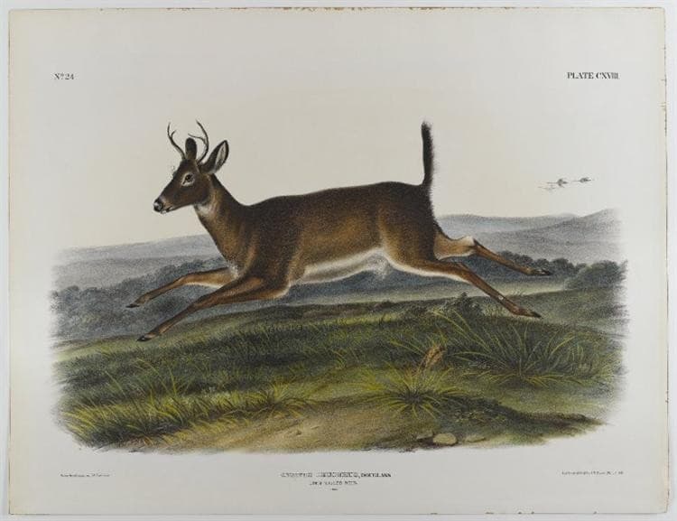 Long-Tailed Deer — John James Audubon