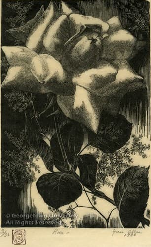 Rose — Grace Albee