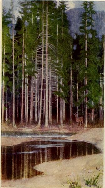 PINES IN THE TATRA — Marianne Stokes