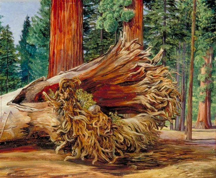 A Fallen Giant, Calaveras Grove, California — Marianne North