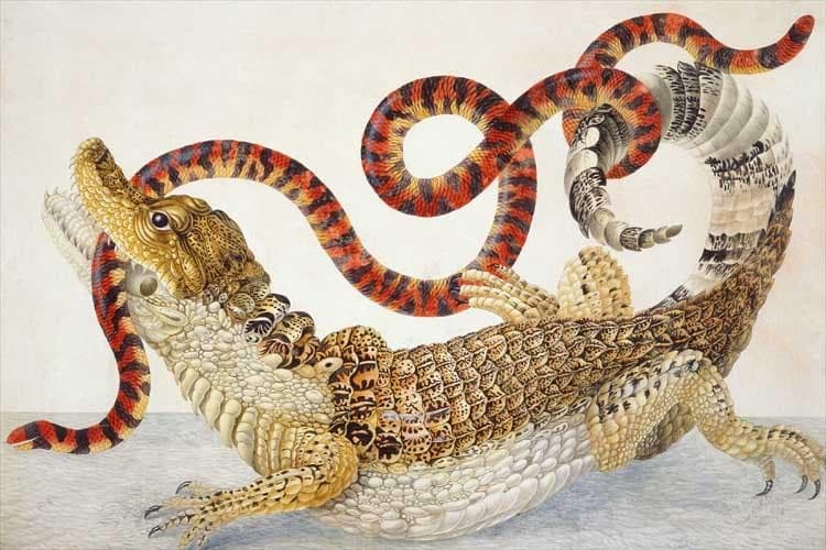 Spectacled Caiman (Caiman crocodilus) and a False Coral Snake (Anilius scytale) — Maria Sibylla Merian