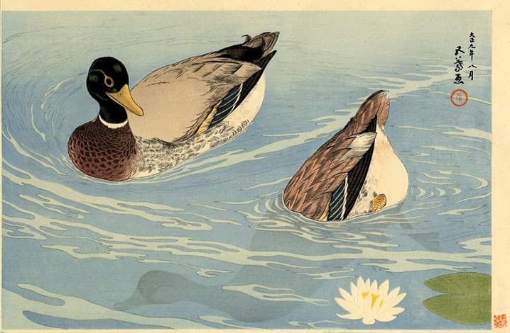 Ducks — Goyo Hashiguchi