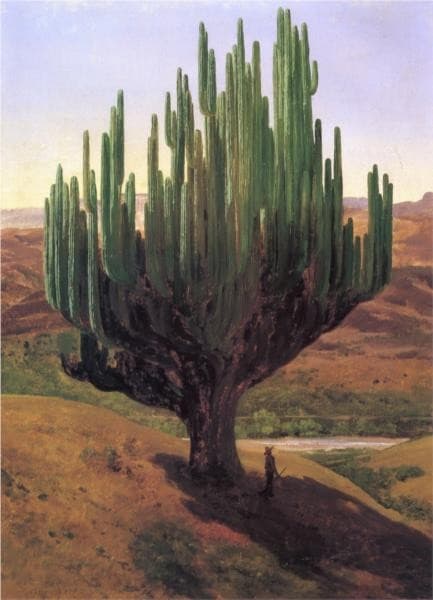 Cardón — Jose Maria Velasco