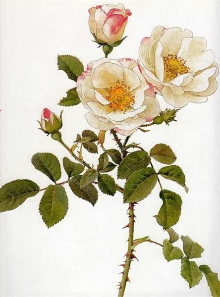 Rosa damascena rubrotincta — Alfred Parsons