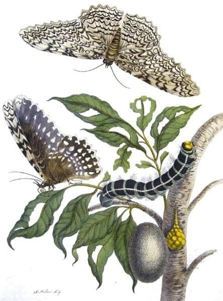 from Metamorphosis insectorum Surinamensium, Plate XX. (Thysania agrippina) — Maria Sibylla Merian