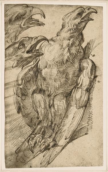 Study of An Eagle — Bartolomeo Passarotti