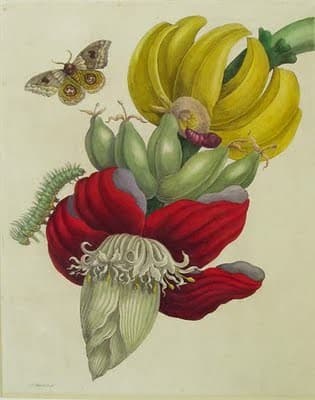 Inflorescence of Banana — Maria Sibylla Merian