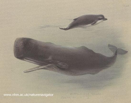 Sperm whale and Bottlenose whale — Archibald Thorburn