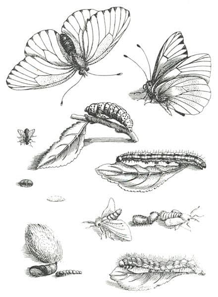 Plate LXXXV, from Erucarum Ortus Alimentum et Paradoxa Metamorphosis (1679-1717) — Maria Sibylla Merian