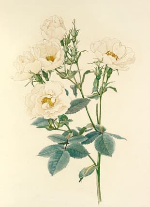 Rosa alba — Alfred Parsons