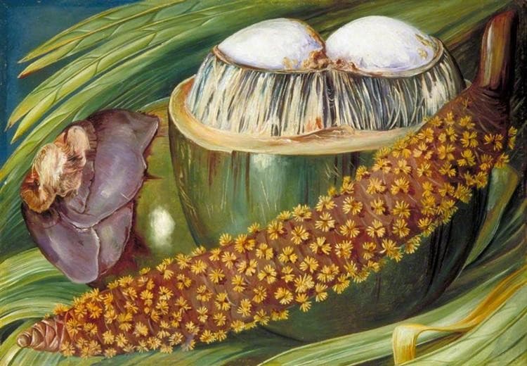 Male Inflorescence and Ripe Nuts of the Coco de Mer, Seychelles — Marianne North