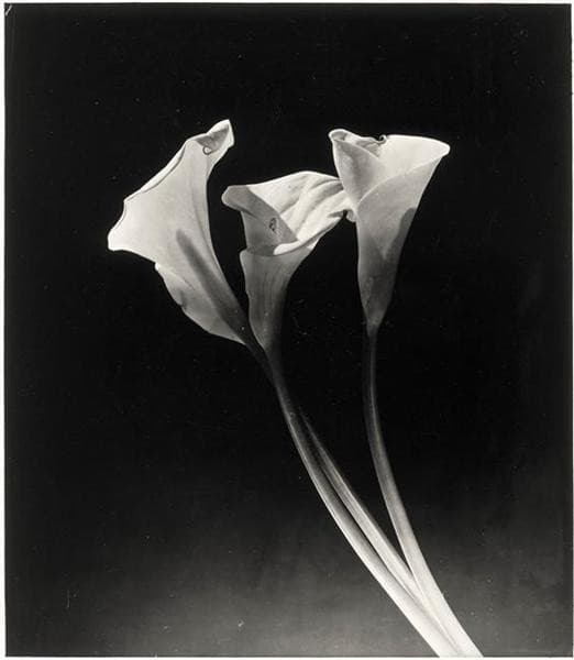 Arums — Dora Maar