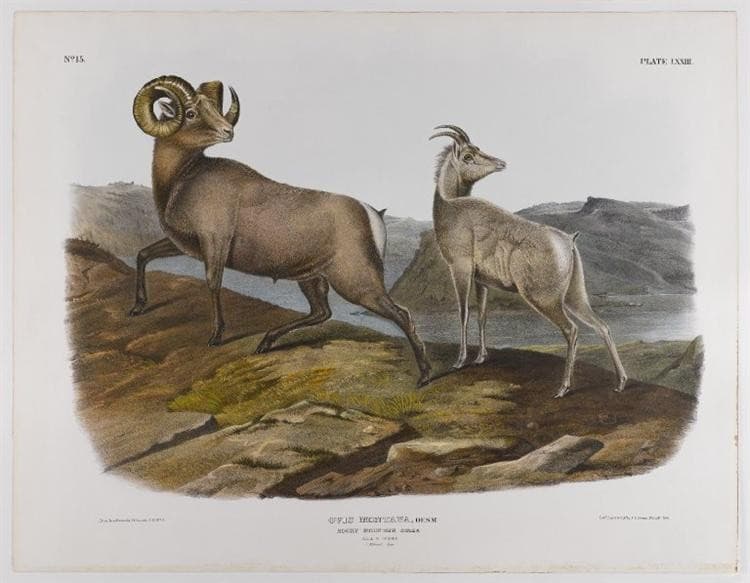 Rocky Mountain Sheep — John James Audubon