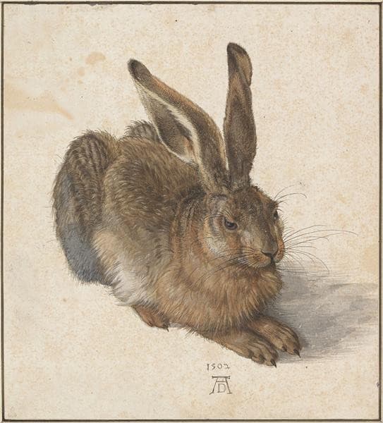 Hare — Albrecht Dürer