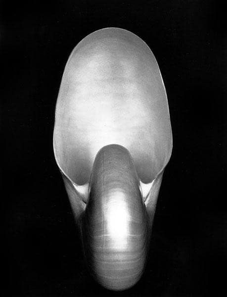 Nautilus — Edward Weston