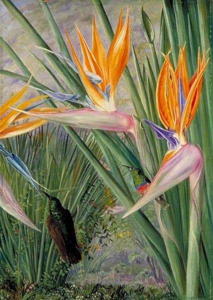 Strelitzia and Sugar Birds, South Africa — Marianne North