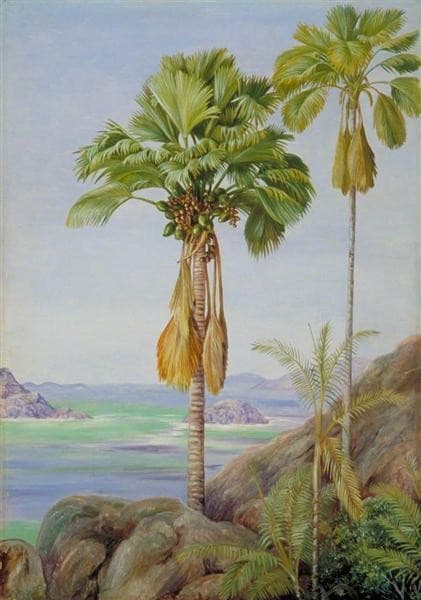 Male and Female Trees of the Coco de Mer in Praslin — Marianne North