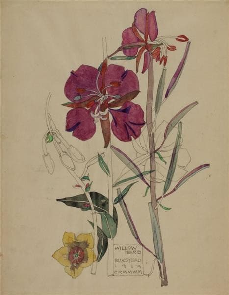 Willow Herb, Buxstead — Charles Rennie Mackintosh