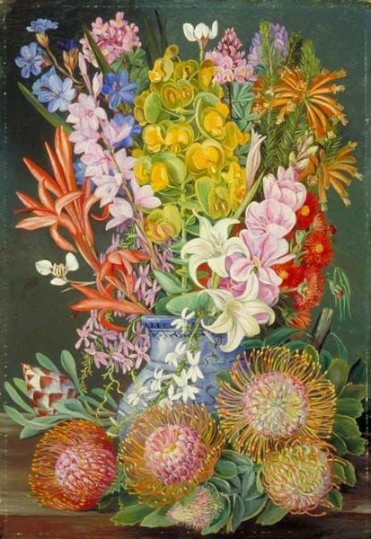 Wild Flowers of Ceres, South Africa — Marianne North
