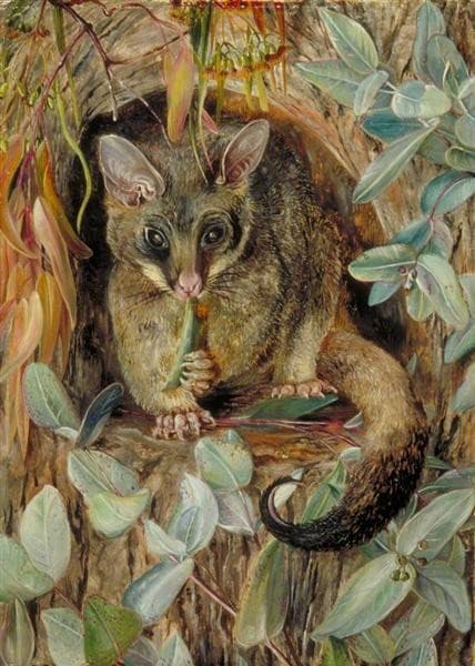 Possum up a Gum Tree — Marianne North