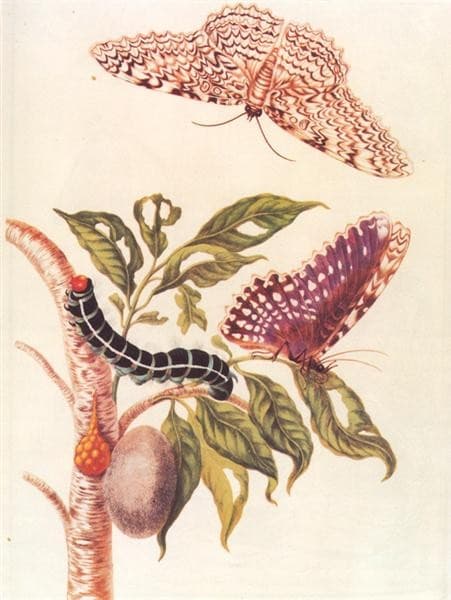 Metamorphosis of a Butterfly — Maria Sibylla Merian