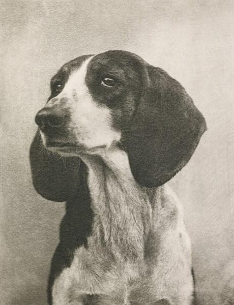 Meine Diana — Heinrich Kuhn