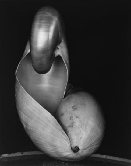 Shell — Edward Weston
