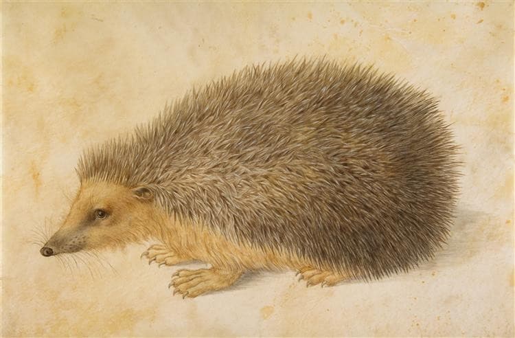 Hedgehog — Hans Hoffmann
