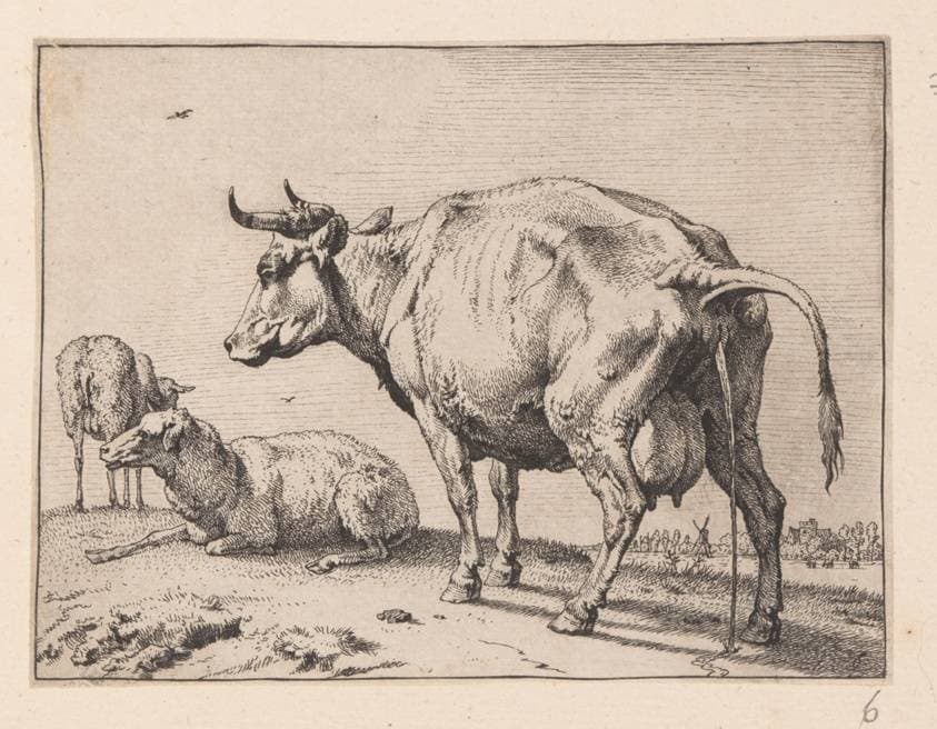 The Pissing Cow, from Various Oxen and Cows — Paulus Potter
