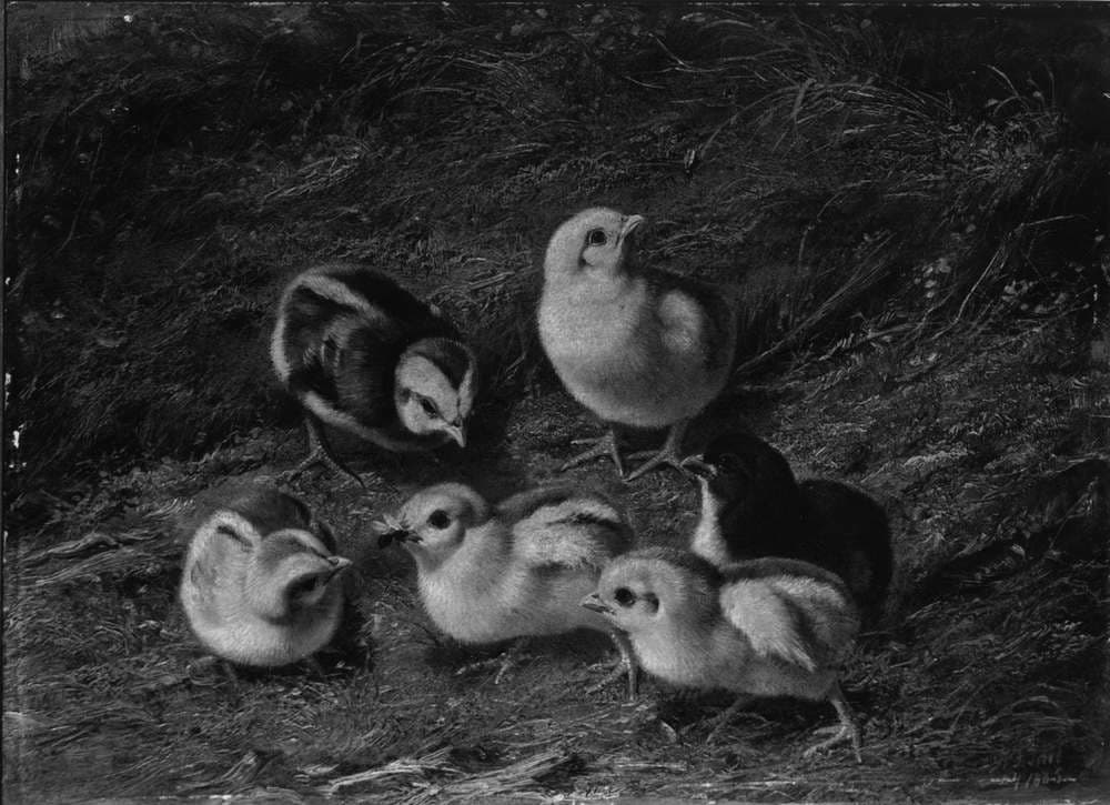 Chicks — Arthur Fitzwilliam Tait