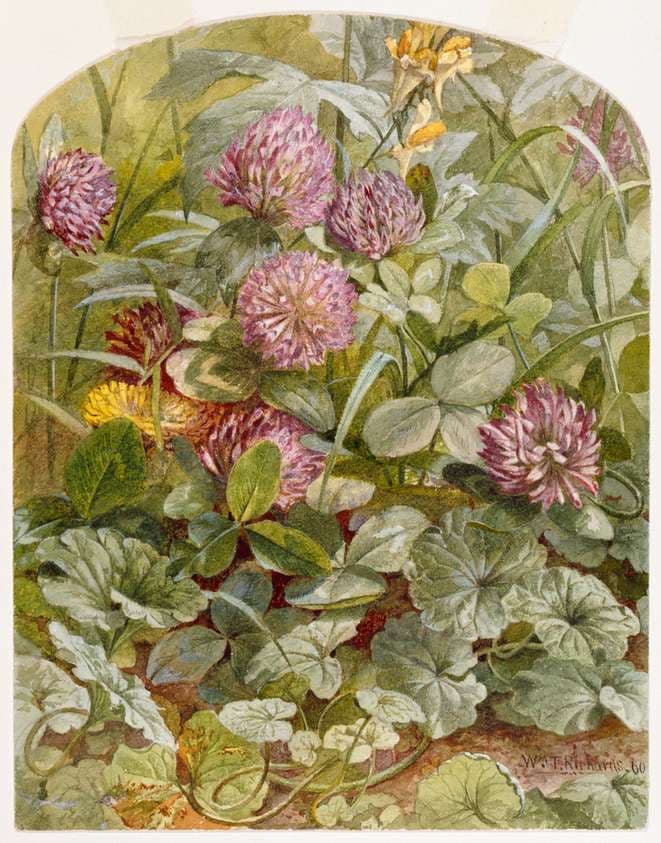 Red Clover with Butter-and-Eggs and Ground Ivy — William Trost Richards