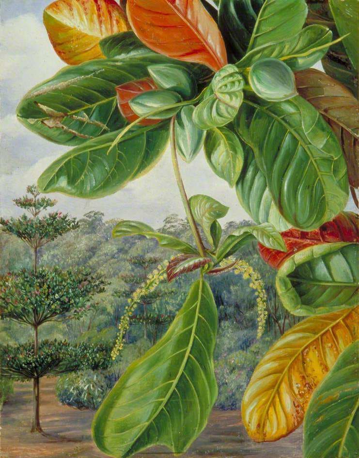 Indian Almond — Marianne North