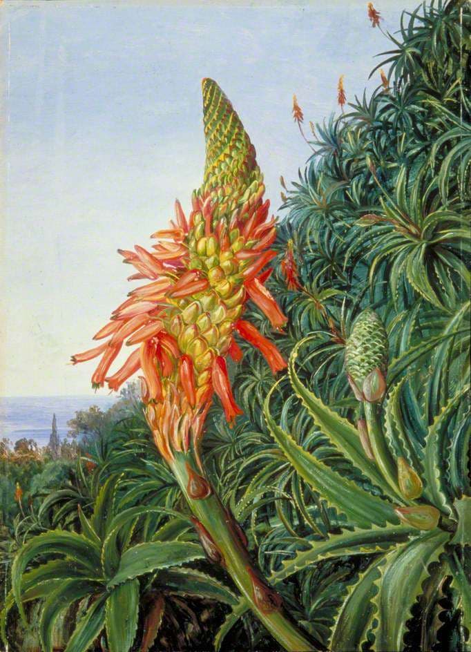 Common Aloe in Flower, Teneriffe — Marianne North