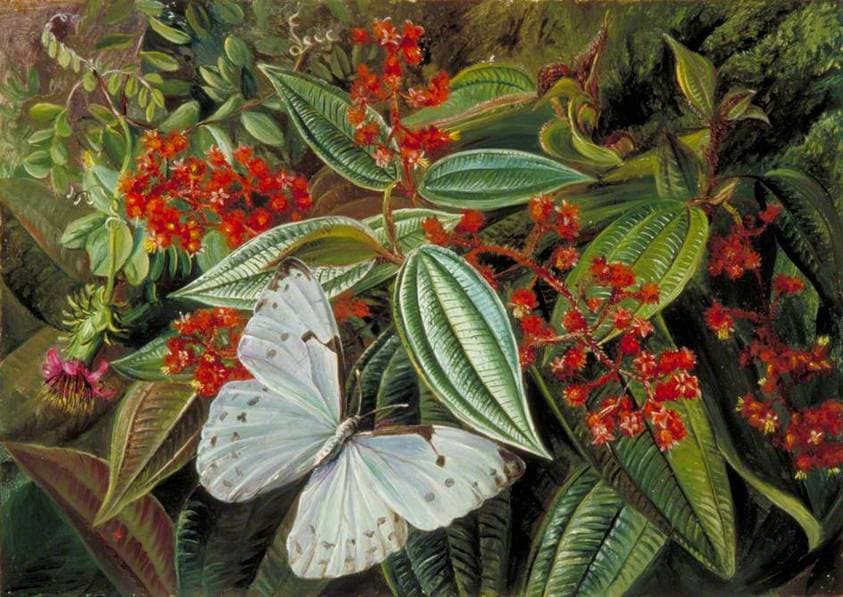 Trees Laden with Parasites and Epiphytes in a Brazilian Garden — Marianne North