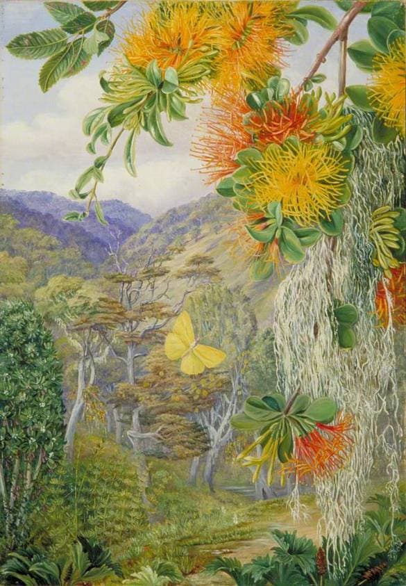 Parasites on Beech Trees, Chili — Marianne North