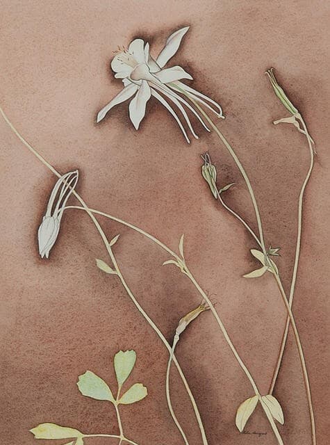 Aquilegia — Rita Angus