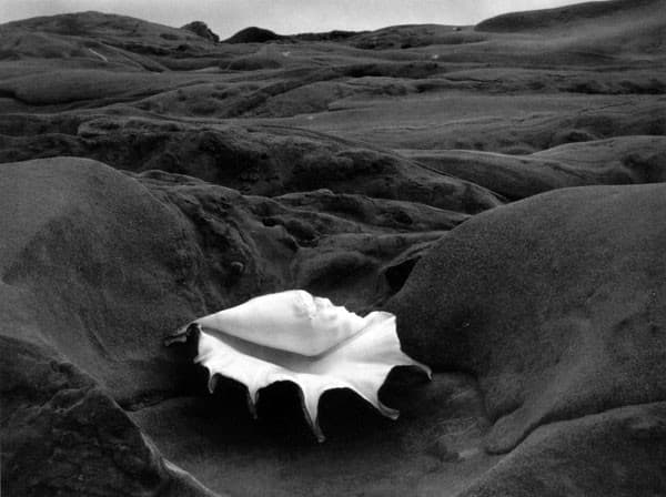 Shell and Rocks Arrangement — Edward Weston