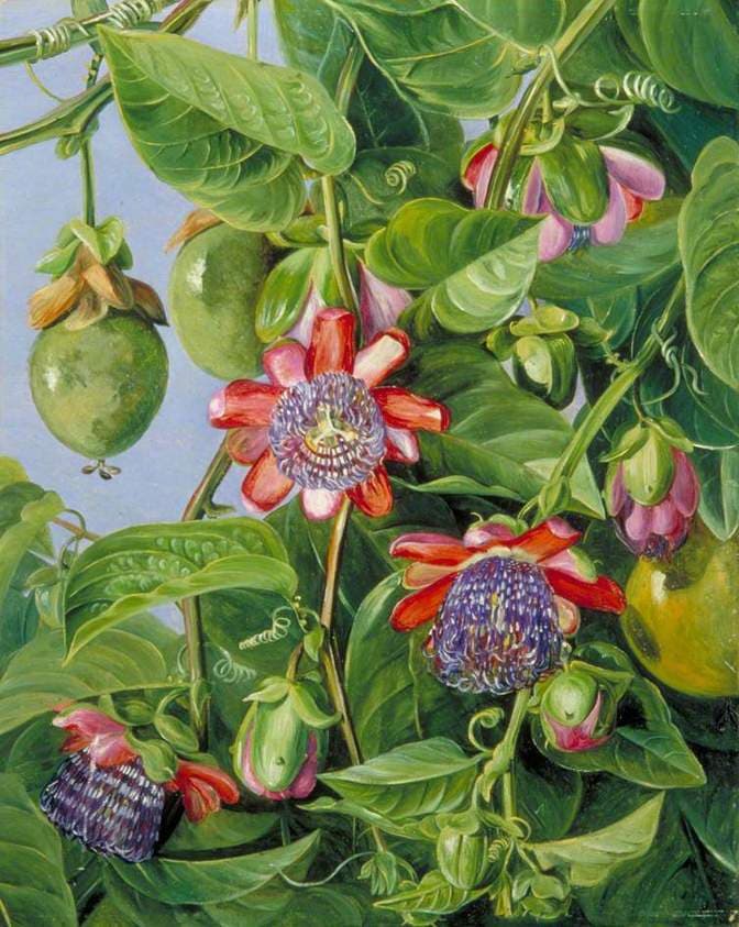 Flowers and Fruit of the Maricojas Passion Flower, Brazil — Marianne North