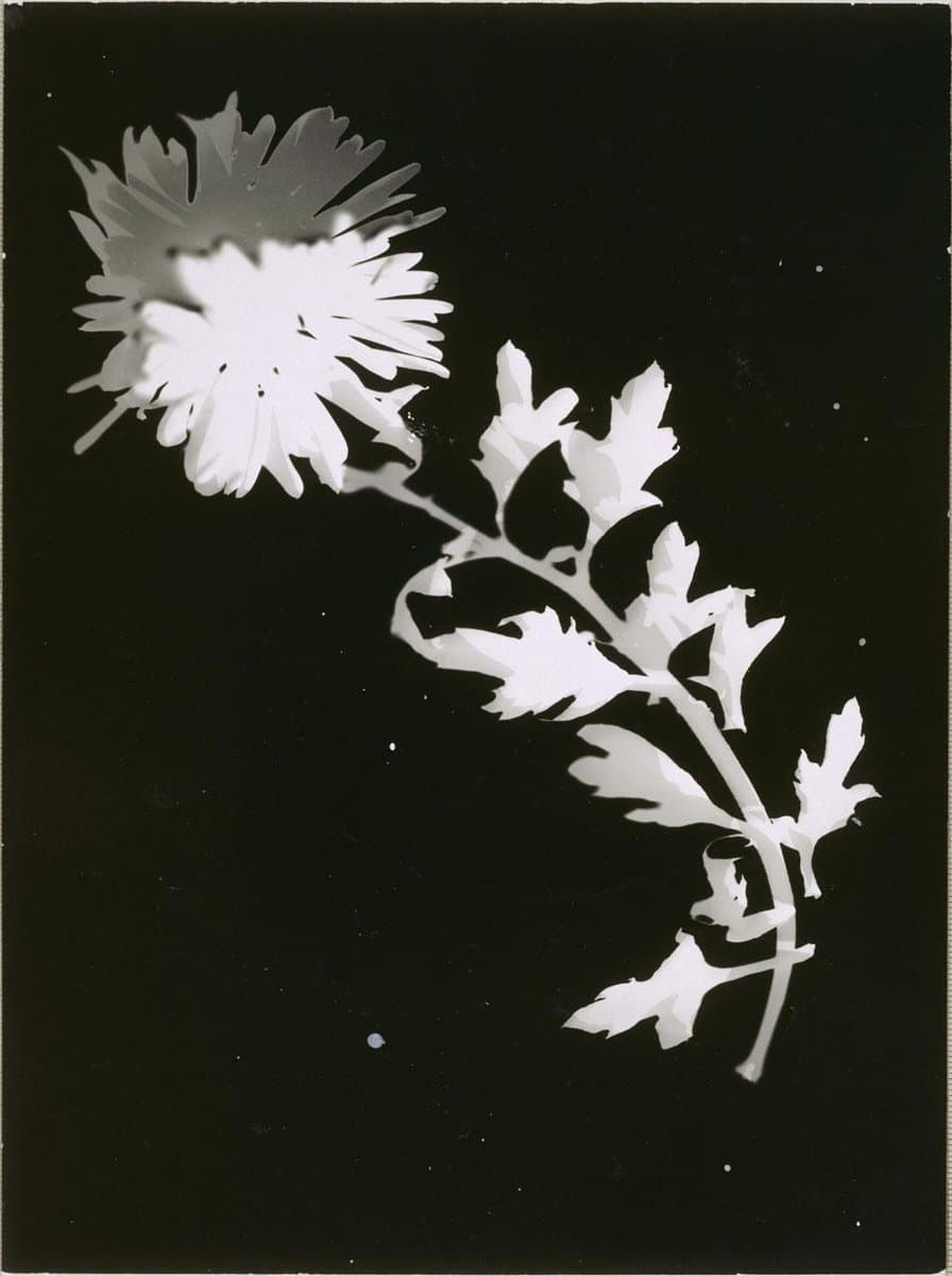 Flower — László Moholy-Nagy