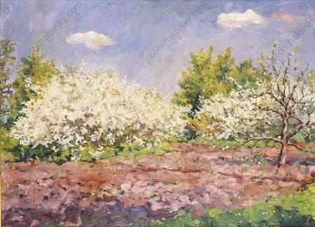 Cherry blossoms — Pyotr Konchalovsky