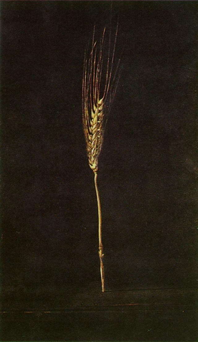 Wheat Ear — Salvador Dalí