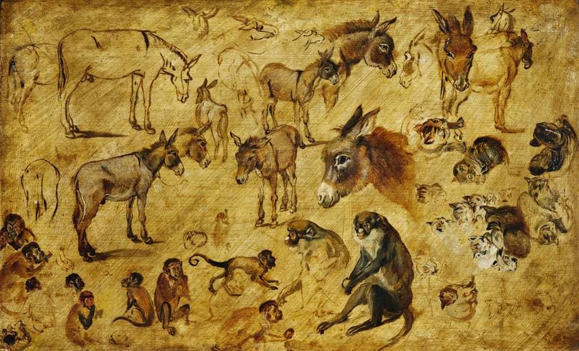 Studies of animals (donkeys, cats and monkeys) — Jan Brueghel the Elder