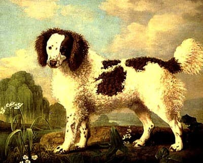 Brown and White Norfolk or Water Spaniel — George Stubbs
