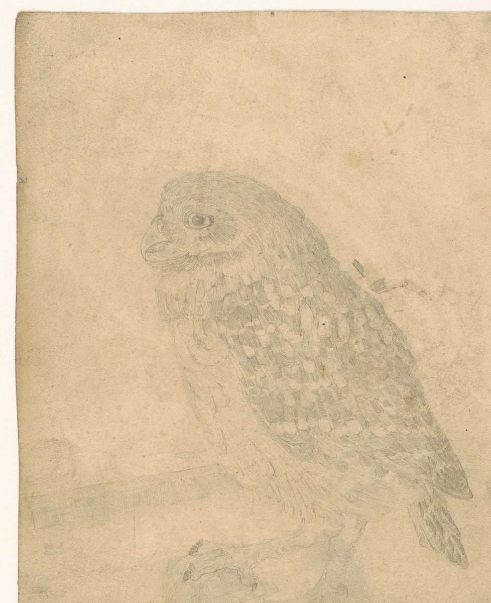 Little Owl, to the left — Jan Mankes
