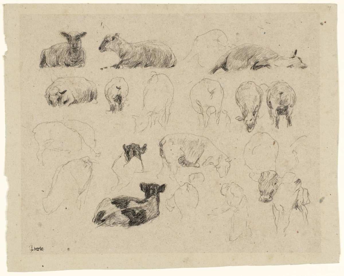 Studies of Sheep — James Charles