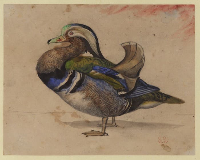 A Mandarin drake — Eugène Delacroix