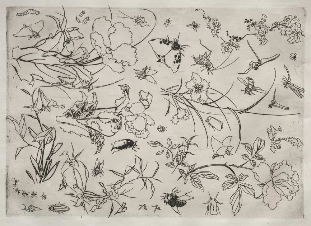Dinner Service (Rousseau service): Flowers and Insects (no. 15) — Félix Bracquemond